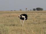 Africa 095 : Africa, Animal, Bird, Botswana, Grassland, Landscape, Makgadikgadi, Ostrich